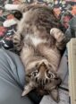 A cat lays on his back in the center of the image. His head lays in a person's crossed-legged lap. Two notebooks sit on the right thigh, mostly out of the image.